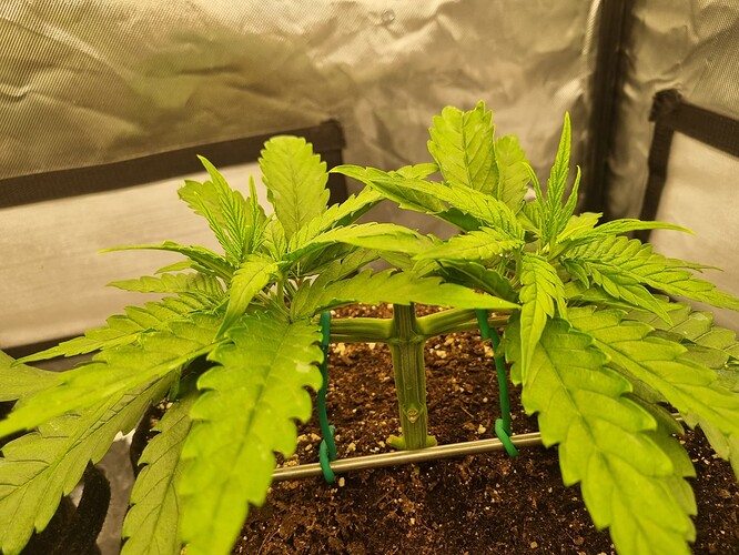 Growreport Bild 34