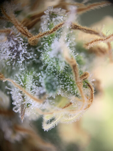 Growreport Bild 27
