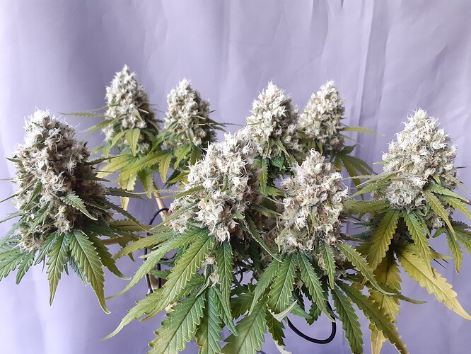 Growreport Bild 186