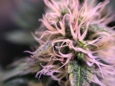 Growreport Bild 7