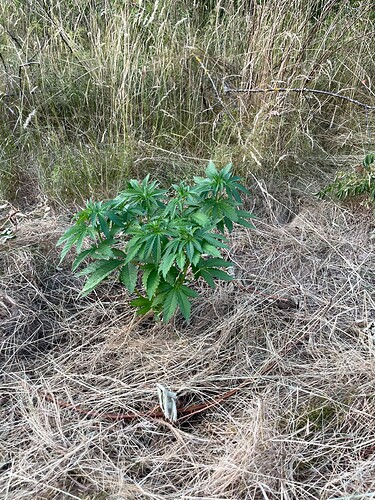 Growreport Bild 8