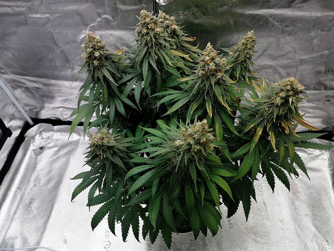 Growreport Bild 3