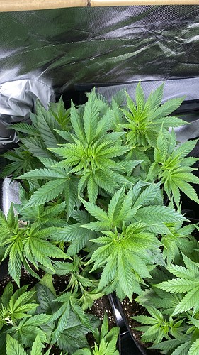 Growreport Bild 16