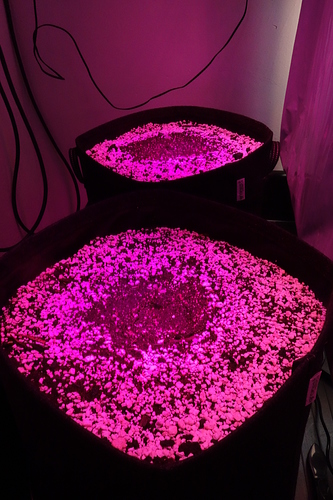 Growreport Bild 12