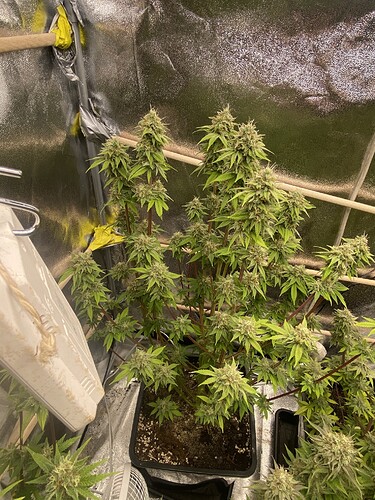 Growreport Bild 9