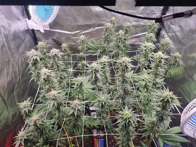 Growreport Bild 14