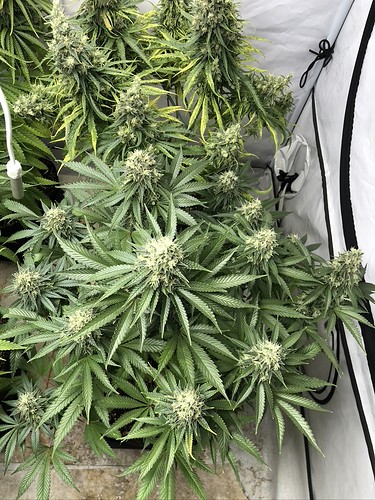 Growreport Bild 9