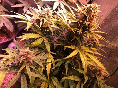 Growreport Bild 2