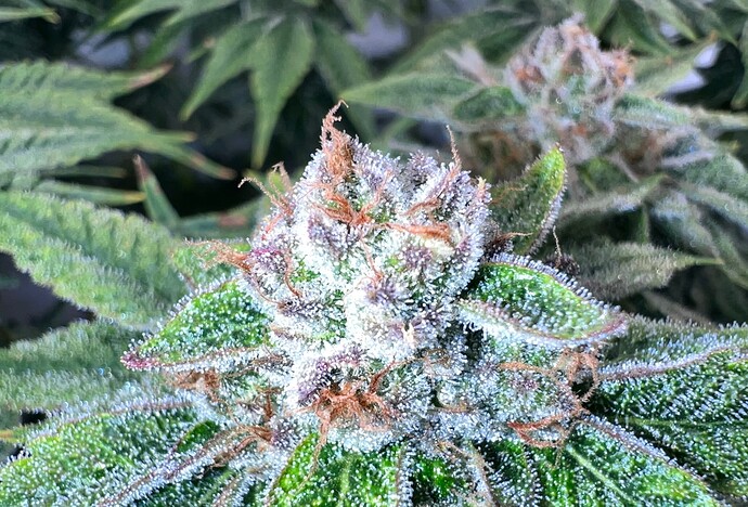 Growreport Bild 12