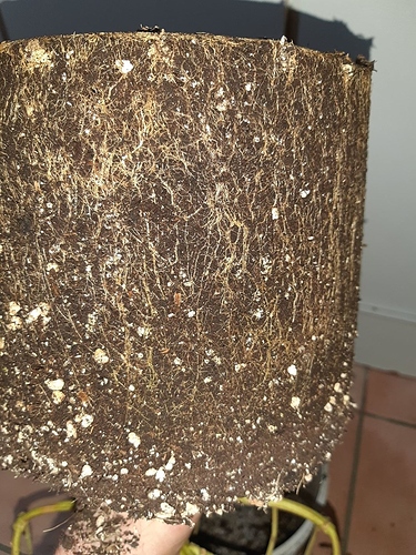 Growreport Bild 20