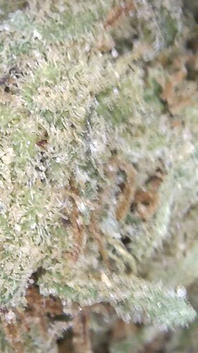 Growreport Bild 19
