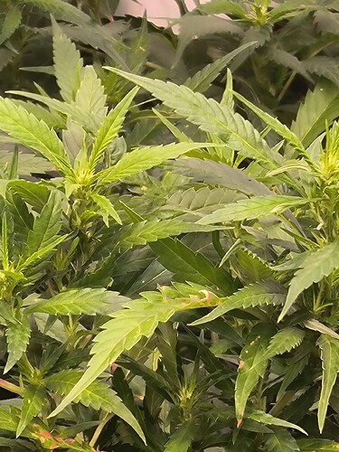 Growreport Bild 9