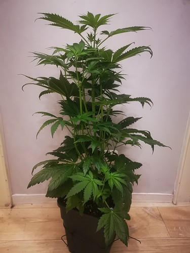 Growreport Bild 5