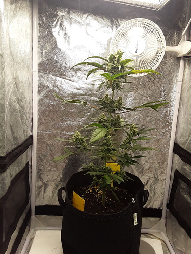 Growreport Bild 10