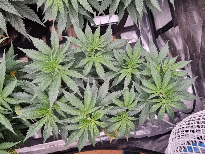 Growreport Bild 4