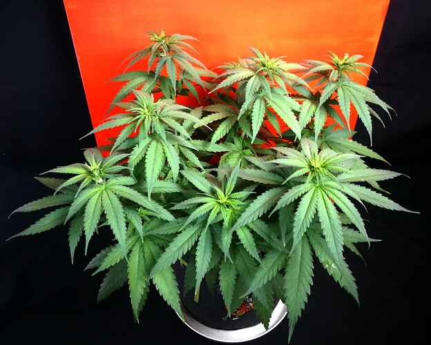 Growreport Bild 4
