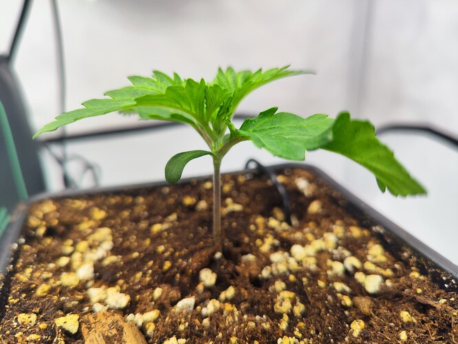 Growreport Bild 5