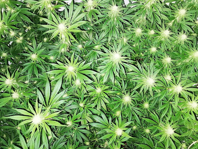 Growreport Bild 8