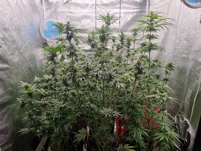 Growreport Bild 3