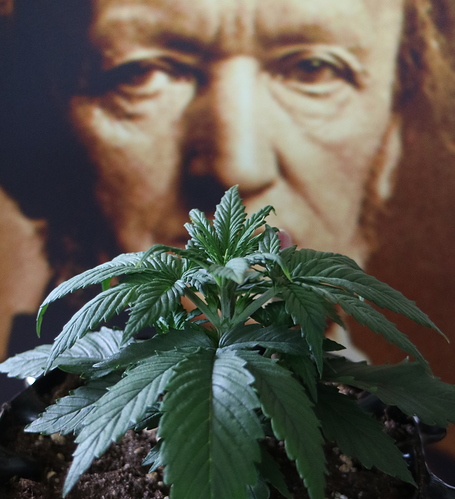 Growreport Bild 3