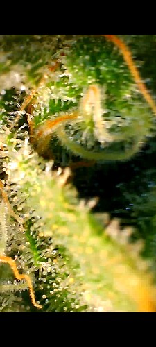 Growreport Bild 11
