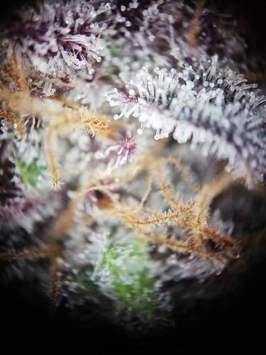 Mimosa_240122-4