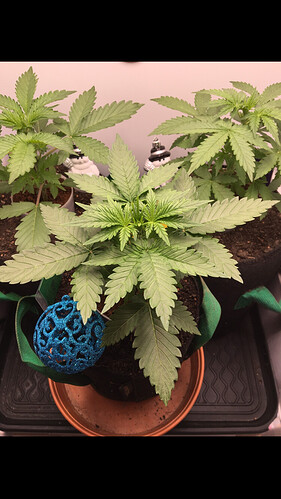Growreport Bild 1