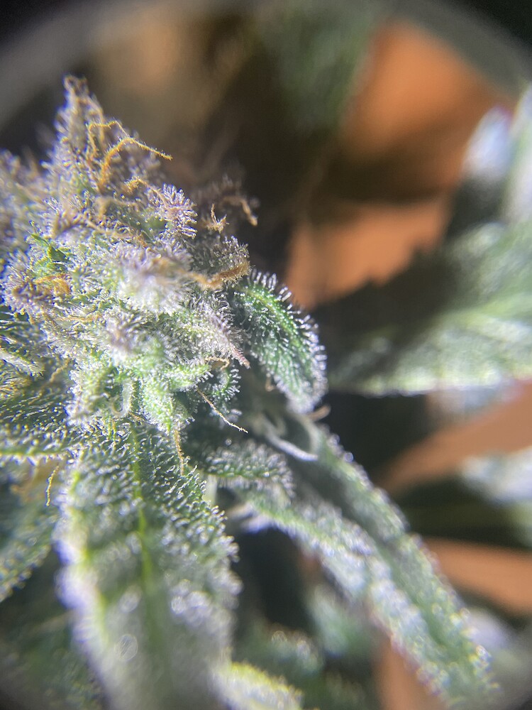 1. Indoor Grow 60x60x180 / Mars Hydro TS1000
