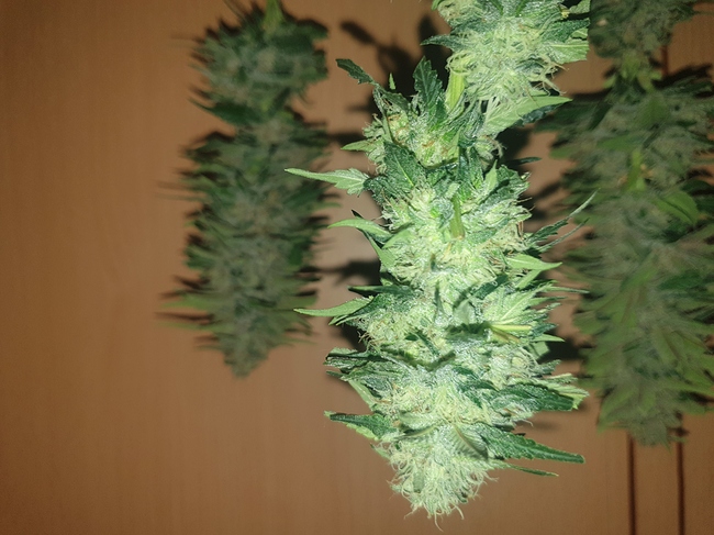 Growreport Bild 6