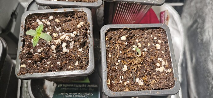 Growreport Bild 21