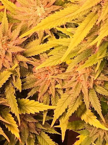 Growreport Bild 9