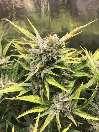 Growreport Bild 1