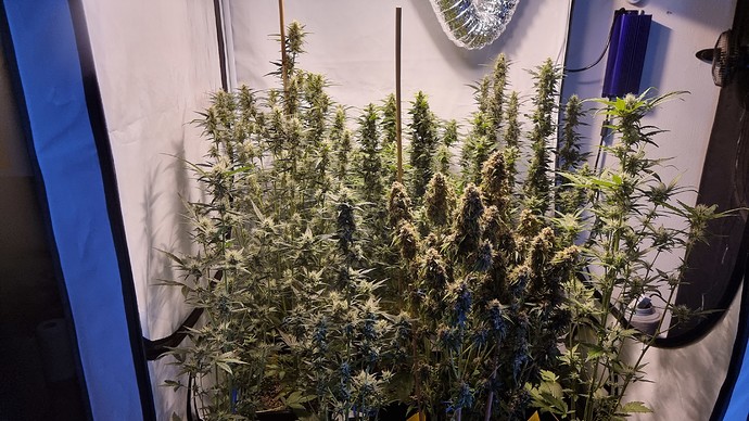 Growreport Bild 5