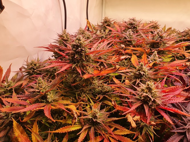 Growreport Bild 3