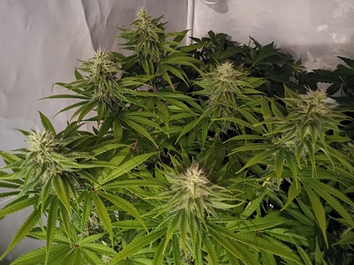 Growreport Bild 8