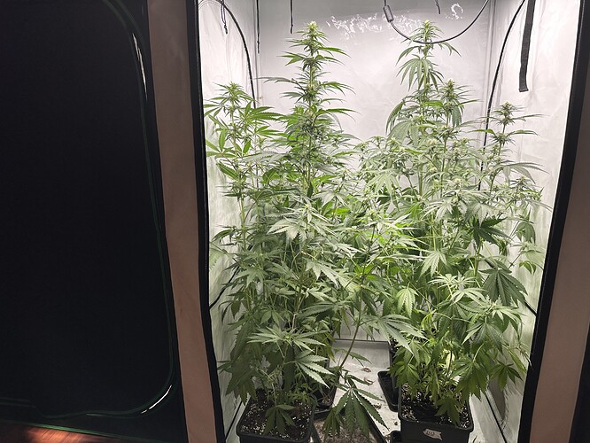 Growreport Bild 2