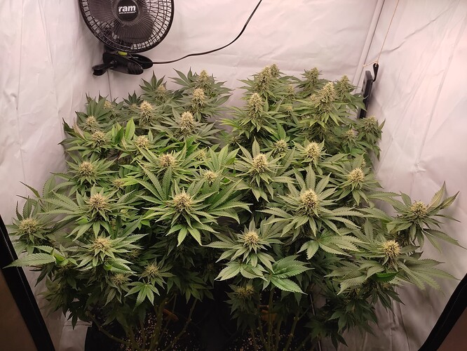 Growreport Bild 2