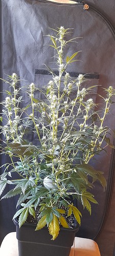 Growreport Bild 7
