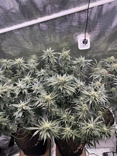 Growreport Bild 6