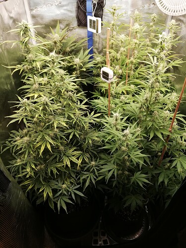Growreport Bild 60