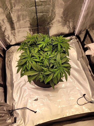 Growreport Bild 2