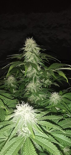 Growreport Bild 22