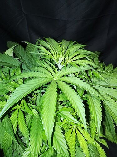 pineapple day35 d