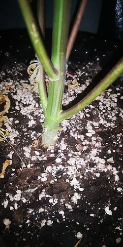 IMG_20231206_013229