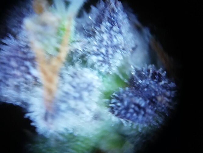 GG#3_240119-7