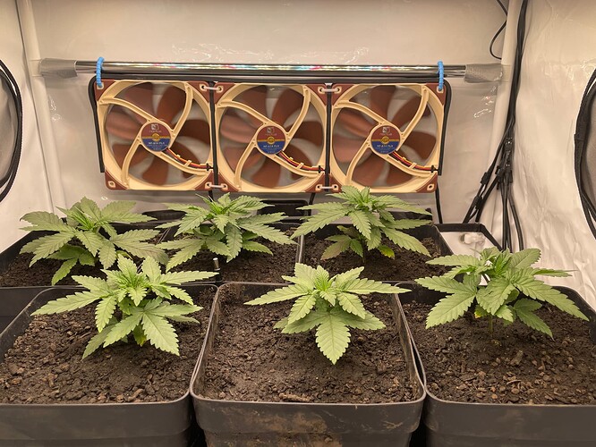 Growreport Bild 9