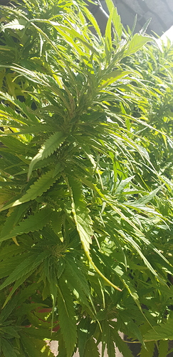 15938706449145591008828732927638