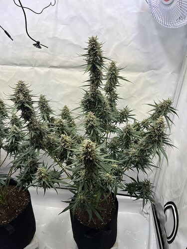 Growreport Bild 35