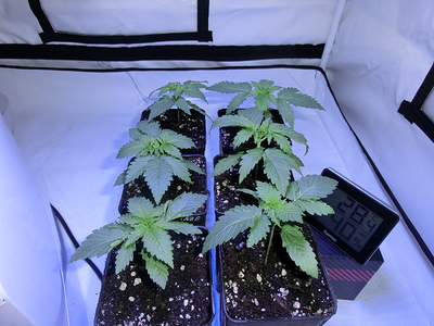 Sechs junge Cannabispflanzen in kleinen Töpfen stehen in einem Growzelt. Ein digitales Hygrometer zeigt 28,4 Grad Celsius und 40% Luftfeuchtigkeit an.
