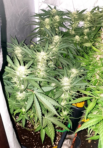 Growreport Bild 4